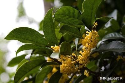 金桂飄香|桂花有多少品種？哪個最香？哪個最好養？你了解多少。